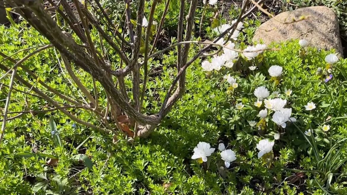 Early April Garden Tour and Plans 2024