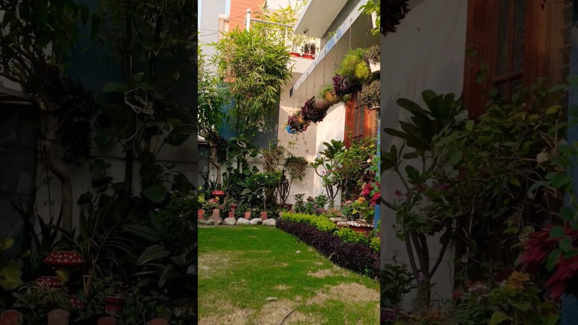house garden design #gardening #flower #shorts#ytshorts #viral #video #shortvideo #trending house garden design #gardening #flower #shorts#ytshorts #viral #video #shortvideo #trending