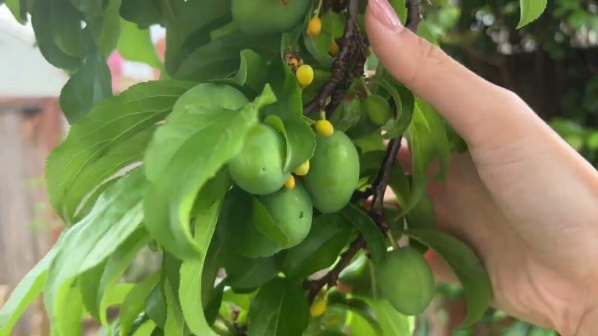 Garden tour | California Natives and Edible Gardening Spring 2024