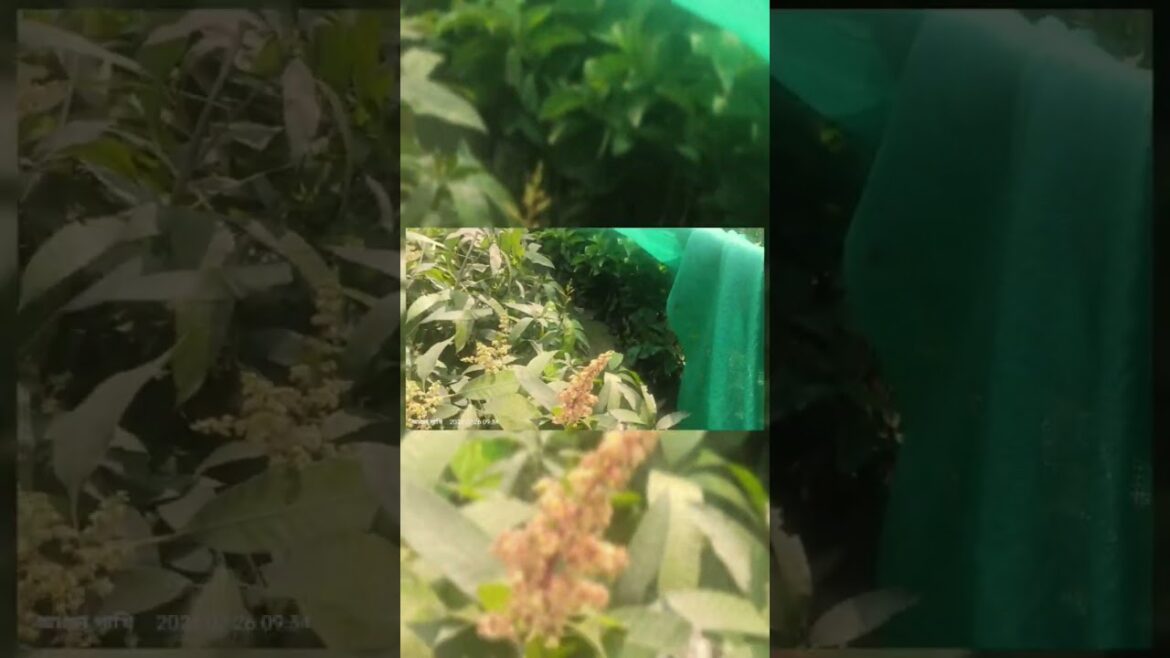 AMRAPALI MANGO.CAL-8436202011#bonsai  #gardening #unboxing #nature#shorts #viralvideo