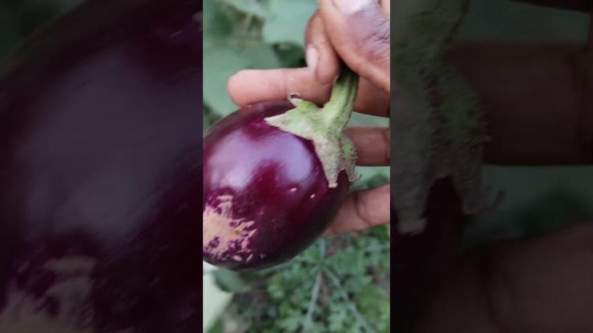 harvesting organic brinjals in my backyard garden#womenfarmer#organicvegitables#agriculture#farmer