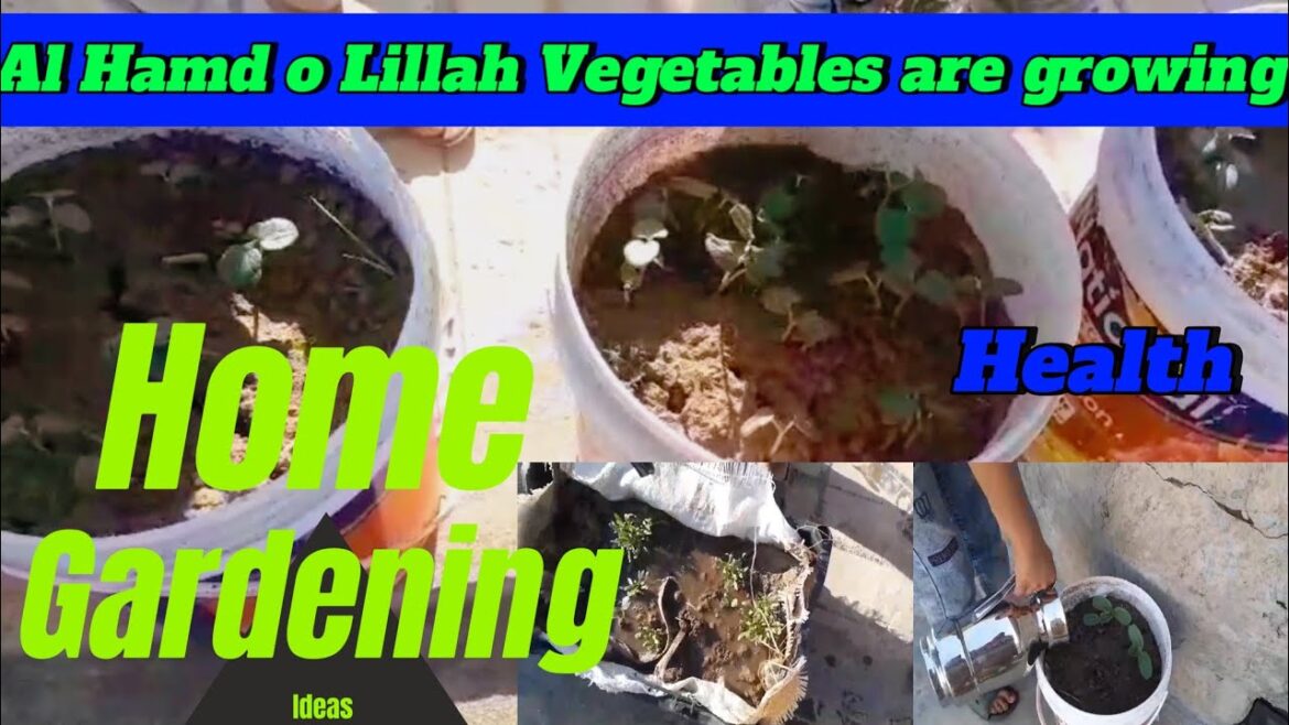 Home Gardening Ideas | My Home Town series | Vegetable plantation in useless Pots | Health | Vlog Home Gardening Ideas | My Home Town series | Vegetable plantation in useless Pots | Health | Vlog