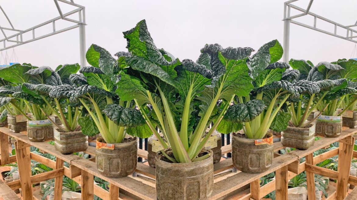 The Secret To Growing Vegetables Without A Garden Simple Yet Surprisingly Effective!