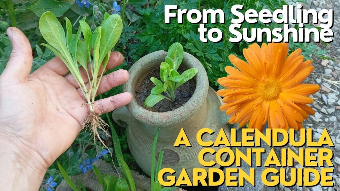 From Seedling to Sunshine: A Calendula Container Garden Guide🪴#calendula #gardening #gardeningtips