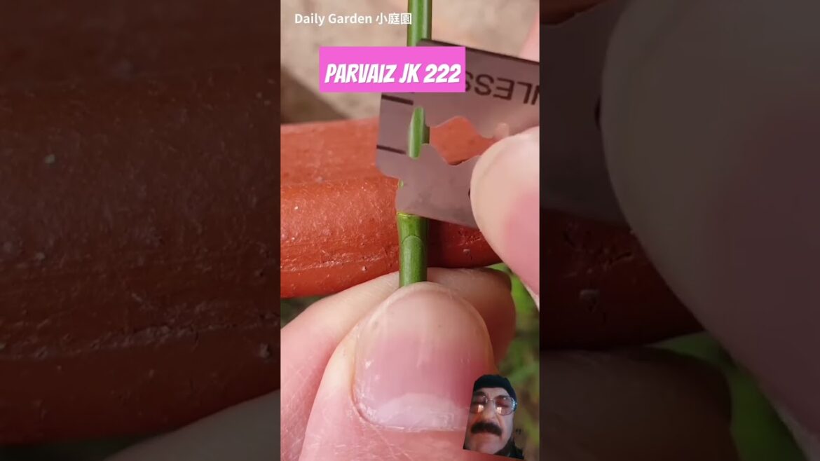 how to grafting plants different ideas different plans) #gardening #garden #parvaizjk222 how to grafting plants different ideas different plans) #gardening #garden #parvaizjk222