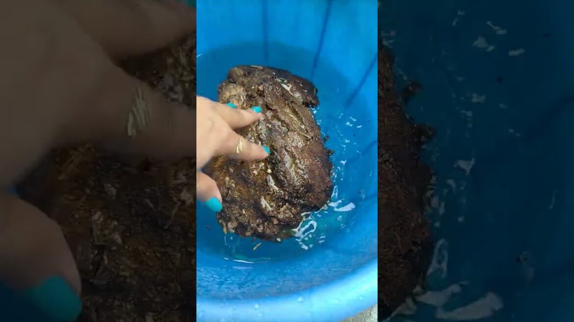 Home made liquid fertilizer.who can use this. #gardening #plants #gardeningtips #liquidfertilizer