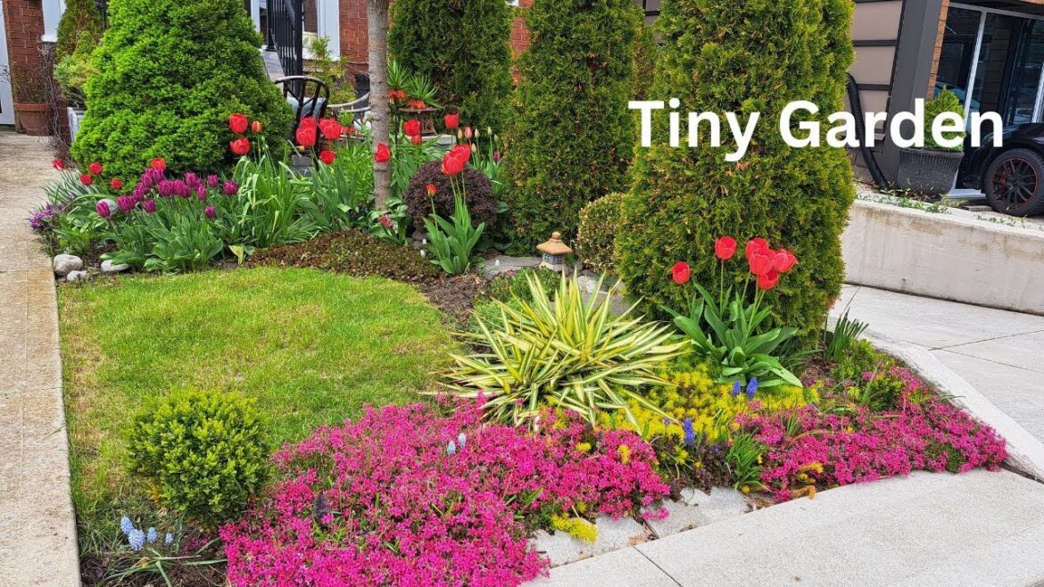 A Colourful & Tiny Front Yard Garden | Small Space Gardening A Colourful & Tiny Front Yard Garden | Small Space Gardening