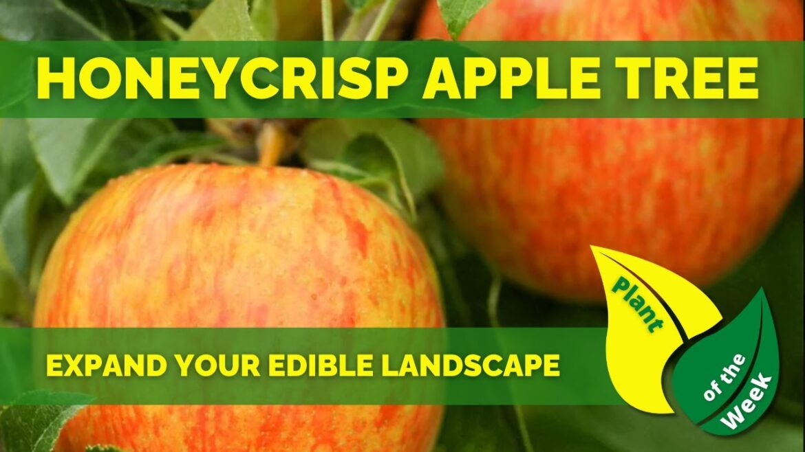 HONEYCRISP APPLE TREE | Edible Landscaping