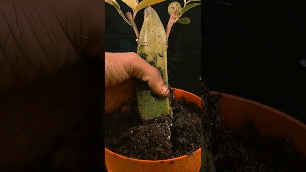 garden tips #gardening #plants #garden #banana #nature #foryou #shortfeed