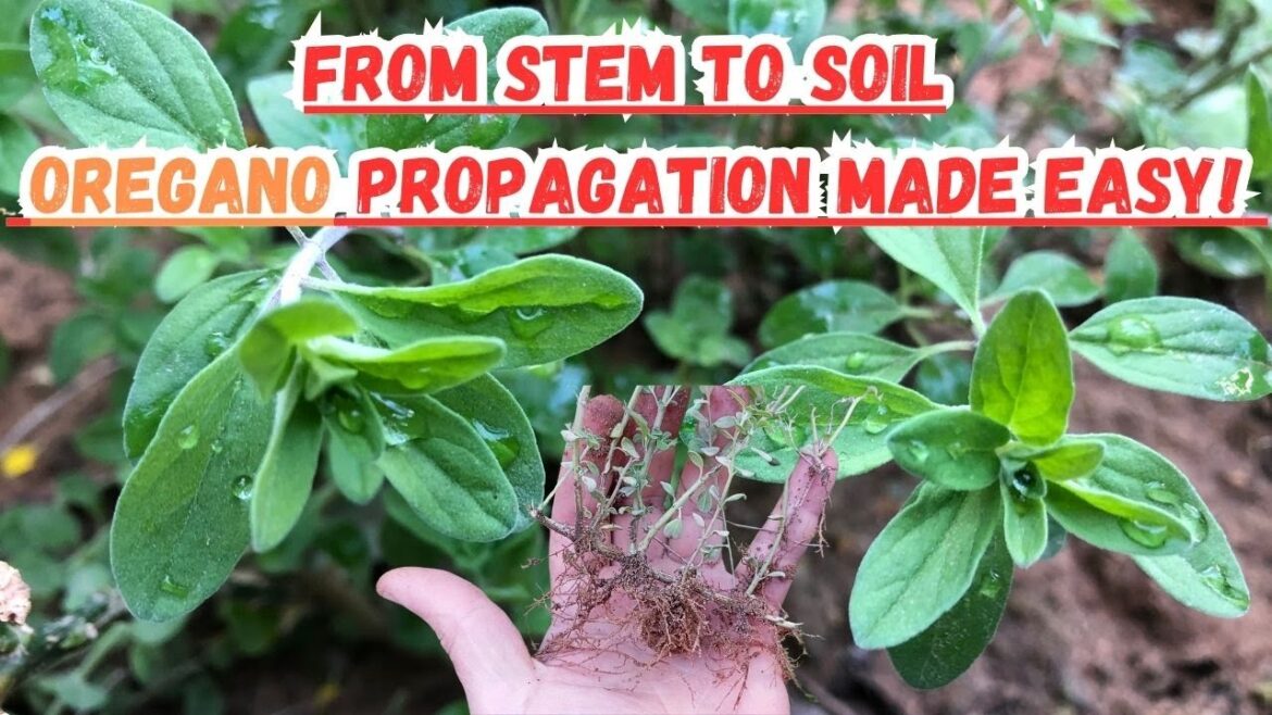 From Stem to Soil: Oregano Propagation Made Easy! 🌱 #oregano #gardening #gardeningtips #herbs #tips