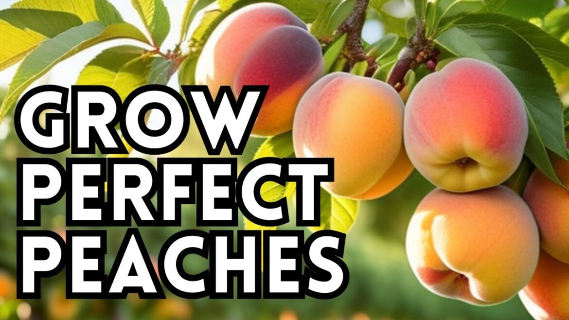 How To Grow Peaches: 5 Easy Tips To Grow Lots Of Peaches At Home & When To Harvest Peaches