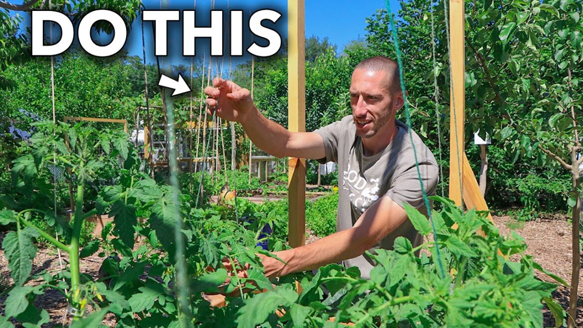 James Prigioni: This Clever Technique of Tying Tomatoes Will Change Your Life… This Clever Technique of Tying Tomatoes Will Change Your Life...