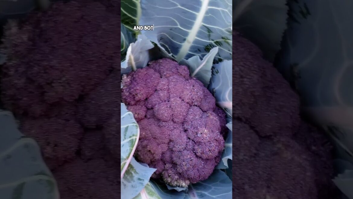 Grow Colorful Cauliflowers: White, Purple & Cheddar! 🌈🥦 #Shorts