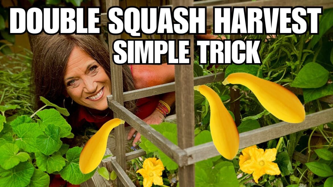 Double Your Squash Harvest with This Simple Trick!