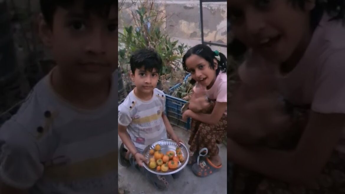 tomato harvesting with my kids, tomatoes in terrace garden, tomato harvesting, kids vlog at garden