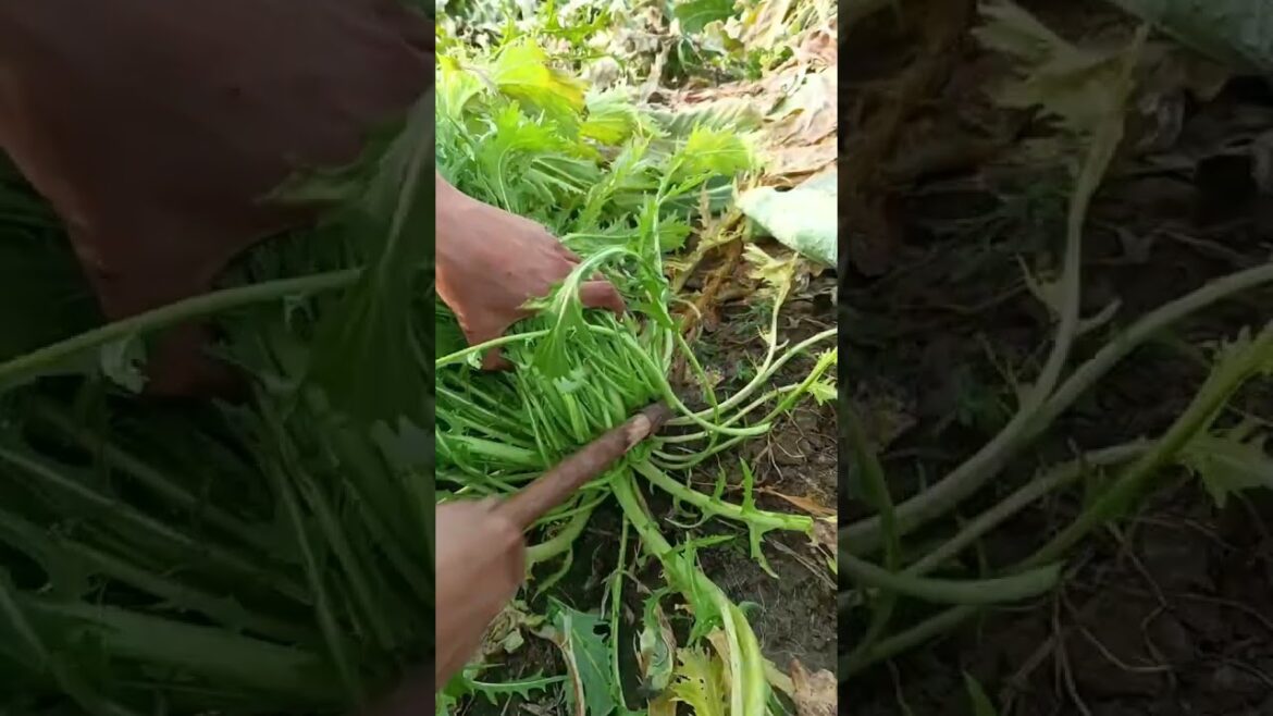 Amazing work  #agriculture #aloevera #flower  #redroses #garden #tips   #satisfying  #asrm #tricks