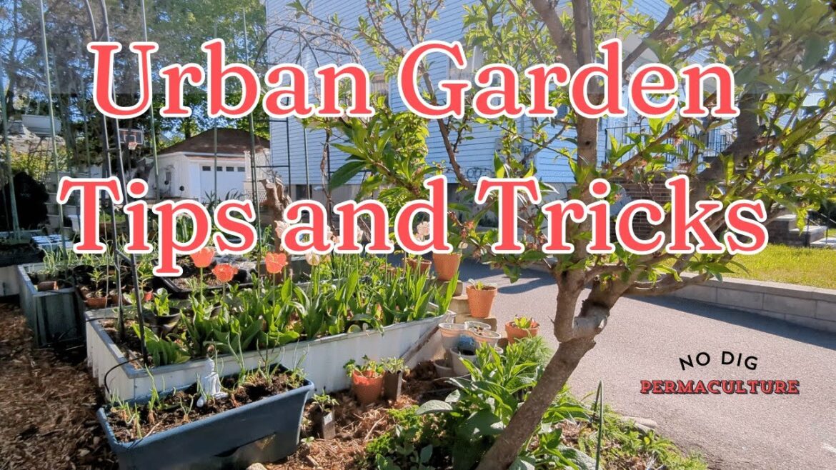Urban Gardening Tips and Tricks for Small Spaces | No-Dig Permaculture Garden