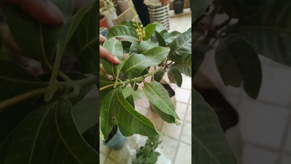 maali in the गली #garden #plant #summergardening #gardening #gardeningtips @thatbiharicouple