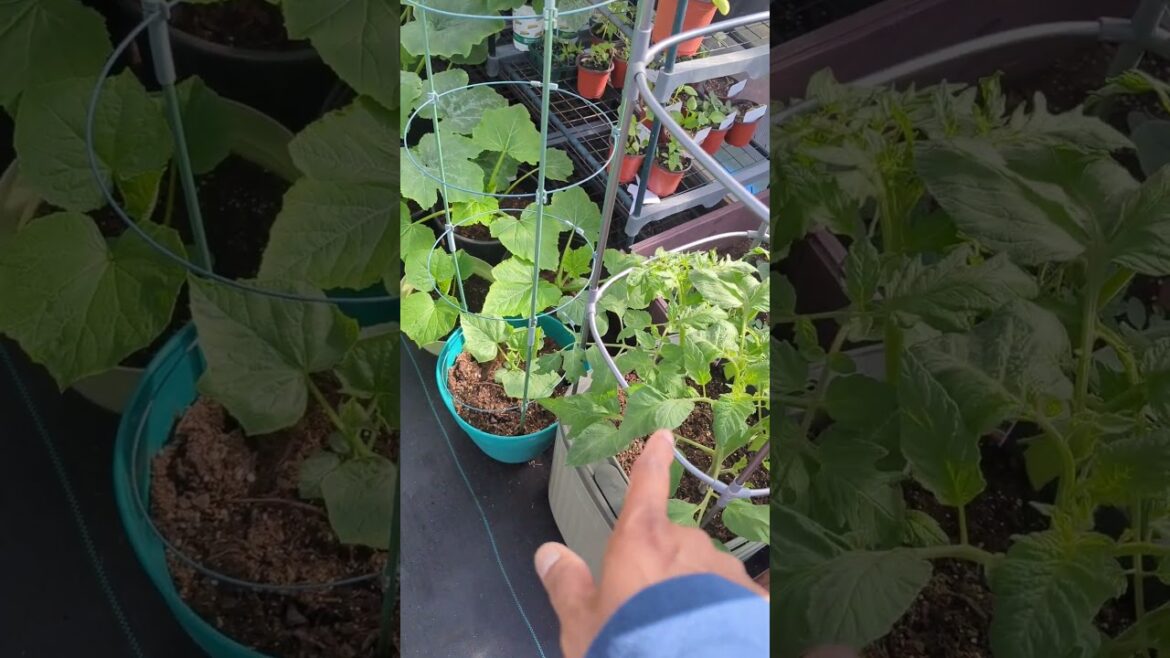 Greenhouse Gardening ! Quick Updated In spring May 2024 #newyork #gardening #viral