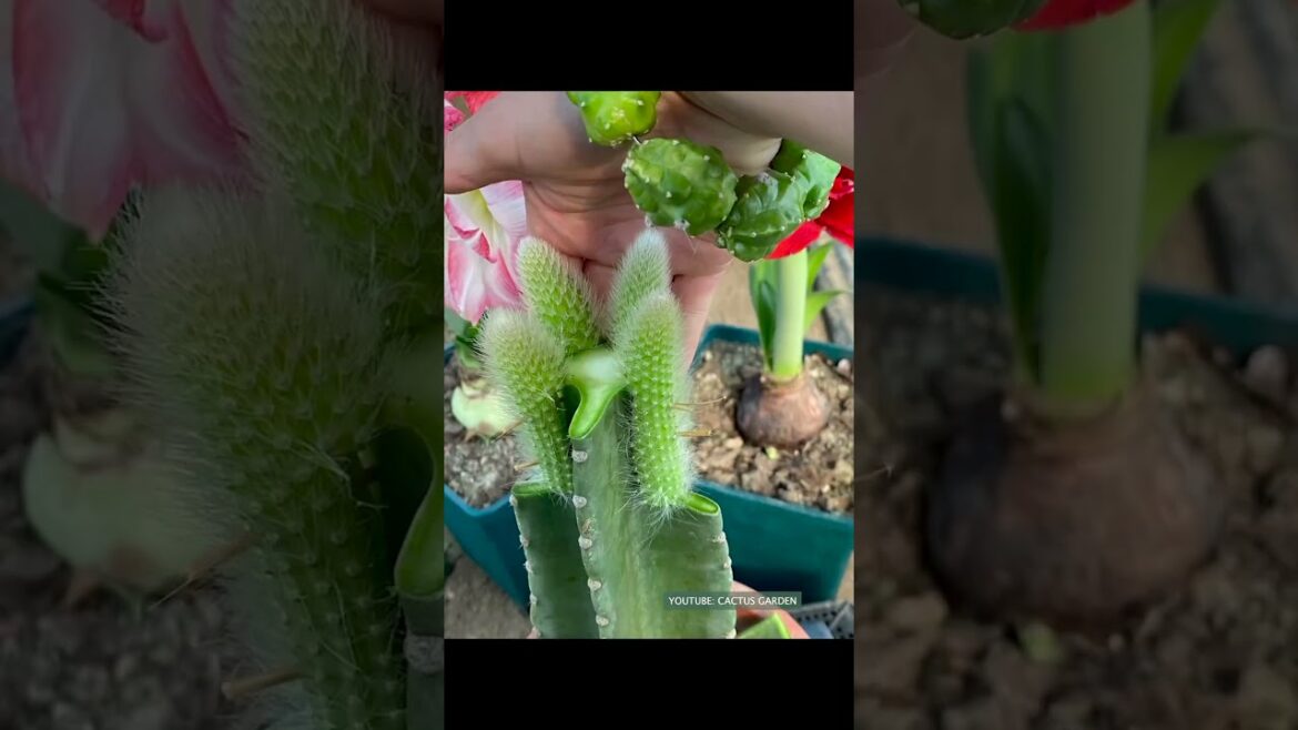 Useful tips for cactus 🌵 | Plant Gardener Useful tips for cactus 🌵 | Plant Gardener