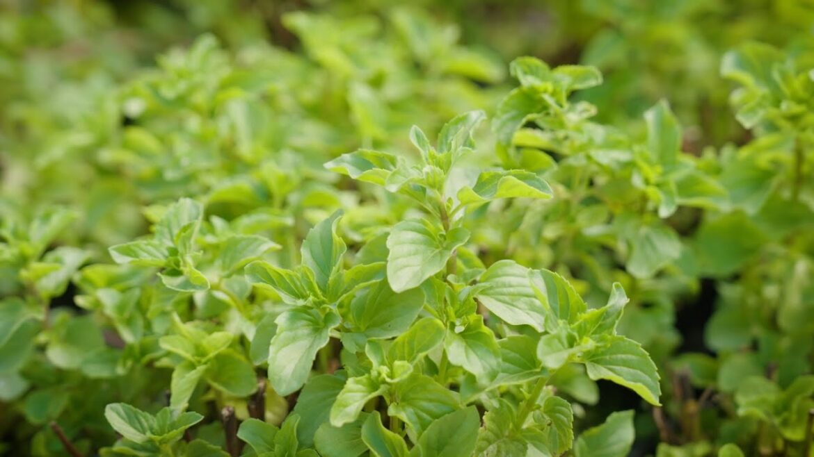 The Garden Gurus – Edible Water Garden For The Foodie The Garden Gurus - Edible Water Garden For The Foodie