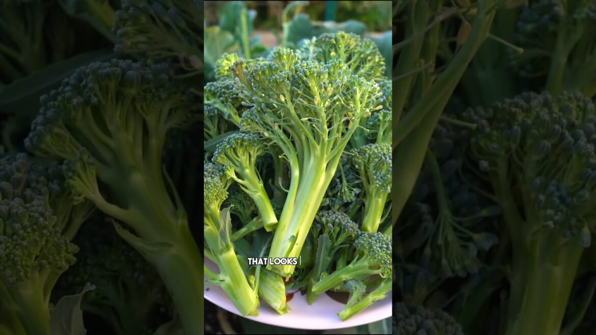 Harvest More: Don't Miss Broccoli Side Florets! 🥦🌿 #Shorts