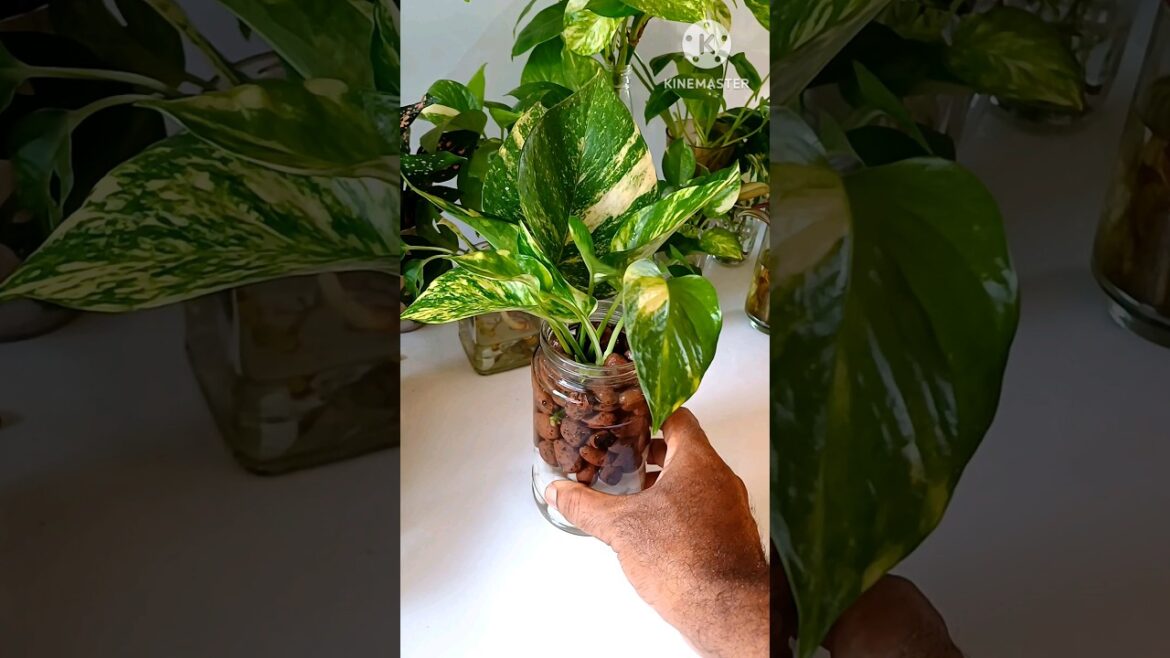 #shorts || Money Plant Decor #moneyplant #diydecor #shorts || Money Plant Decor #moneyplant #diydecor