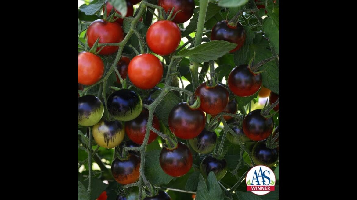 Bite sized tomatoes that are also AAS Winners!