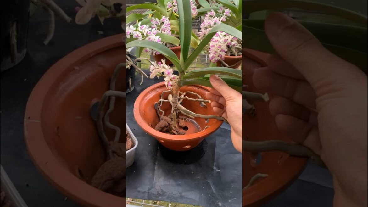Grow orchids easily #garden  #tips