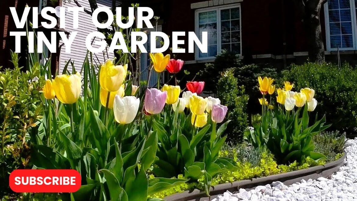 OUR TINY FRONT YARD GARDEN PLANTS AND FLOWERS IN SPRING #garden #gardening #flowers #plants OUR TINY FRONT YARD GARDEN PLANTS AND FLOWERS IN SPRING #garden #gardening #flowers #plants