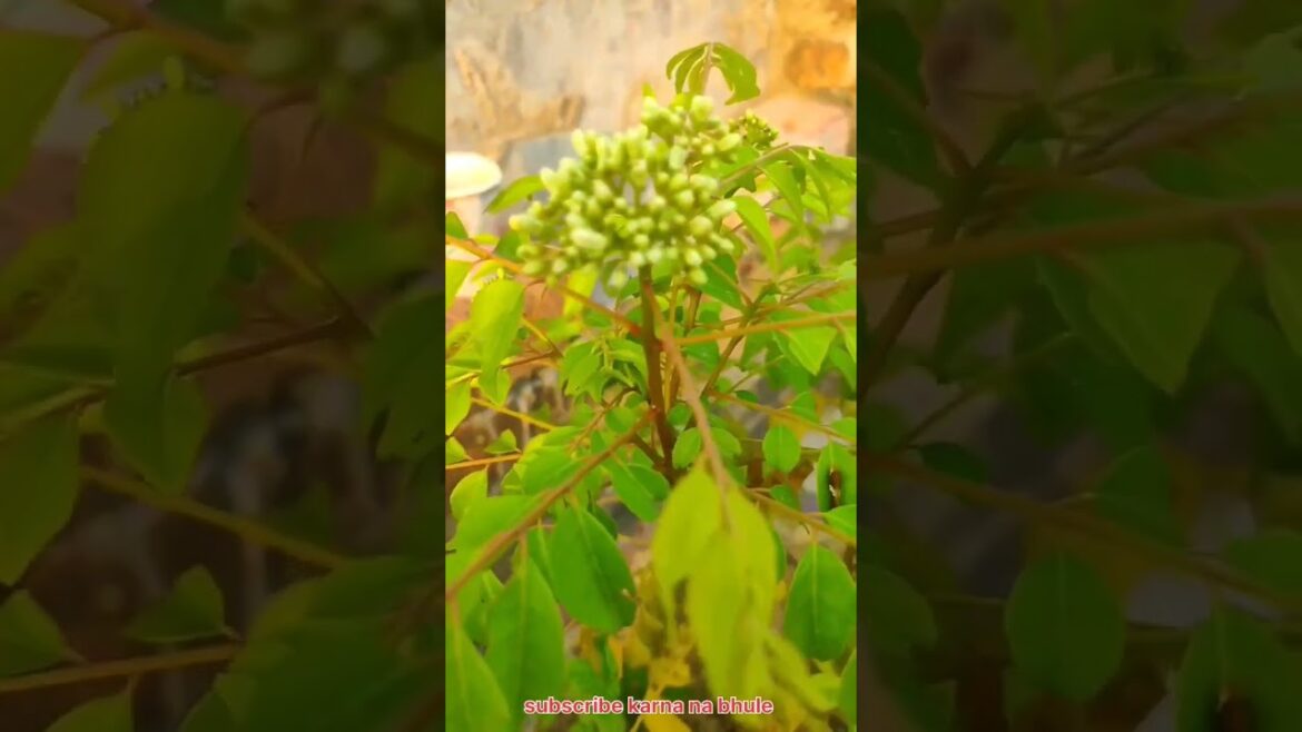 My Terrace Garden View 😁 #gardening #terracegarden #containergardening #short #shorts
