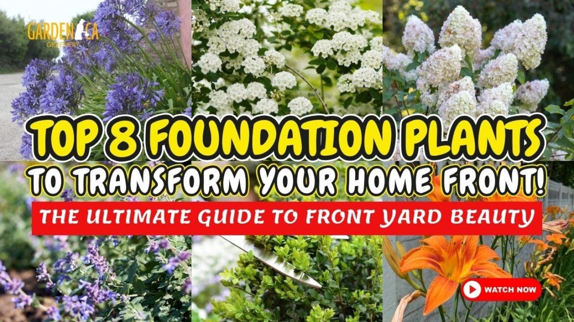 TOP 8 FOUNDATION PLANTS TO TRANSFORM YOUR HOME FRONT! 🌼🏡🌺 Garden Answer