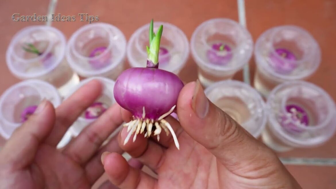 How to Grow Tomato Vegetable Gardening Tips on Balconies & Rooftops for Beginers