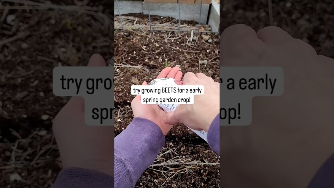 Dreaming Of A Stunning Garden? Thrive As A Small Space Gardener With These Tips!