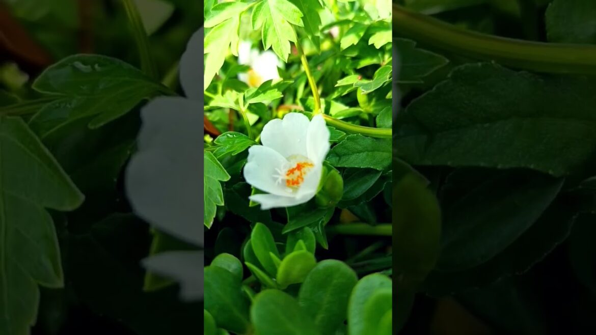 #garden #gardening #flowers #blossom #gardeningtips