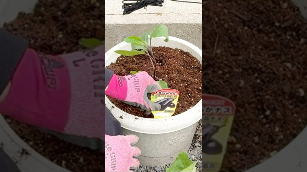 Happy Gardening 🪴😍#containergarden #shorts #youtubeshorts #shortsvideo  #subscribe #smallyoutuber