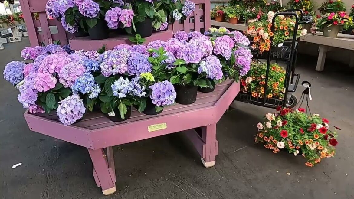 Plants and a Green Egg at Ace Hardware