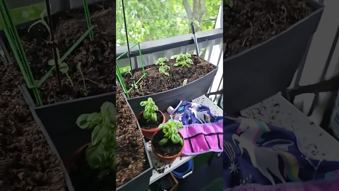 Balcony gardening || plants and veggies #gardening #garden Balcony gardening || plants and veggies #gardening #garden
