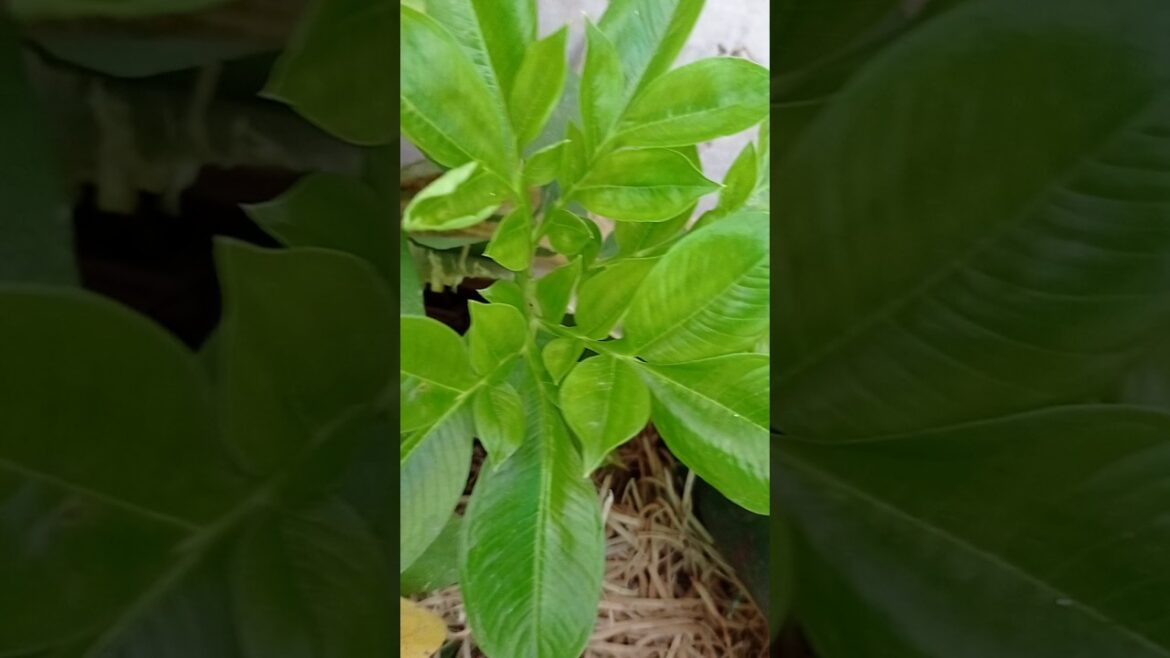 खूबसूरत पत्ती वाला न्यू प्लांट 💚☘️☘️☘️ #gardening #chemicalfreegardning खूबसूरत पत्ती वाला न्यू प्लांट 💚☘️☘️☘️ #gardening #chemicalfreegardning