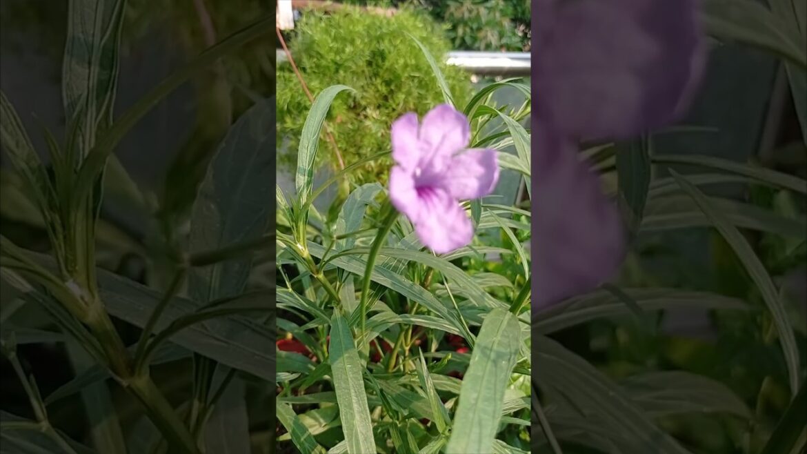 दाल का पानी अपने प्लांट के लिए Best fertilizer है#shorts#gardening 🪴🌿💚☘️ #terracegarde