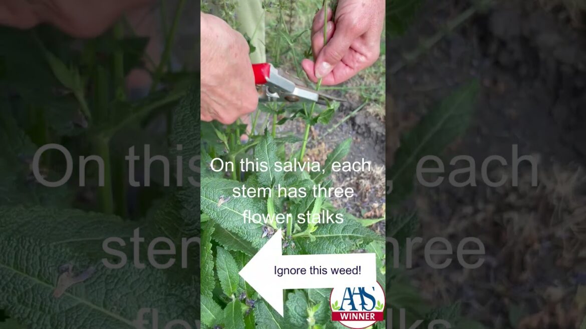 Salvia Blue By You Deadheading  #gardening #containergardening #garden #gardeningtips #spring