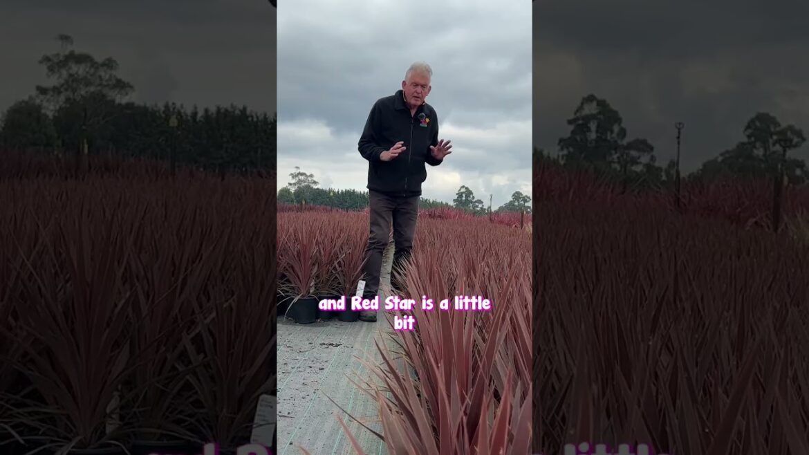 Create a rainbow of COLOUR in your garden with CORDYLINES!π Create a rainbow of COLOUR in your garden with CORDYLINES!π