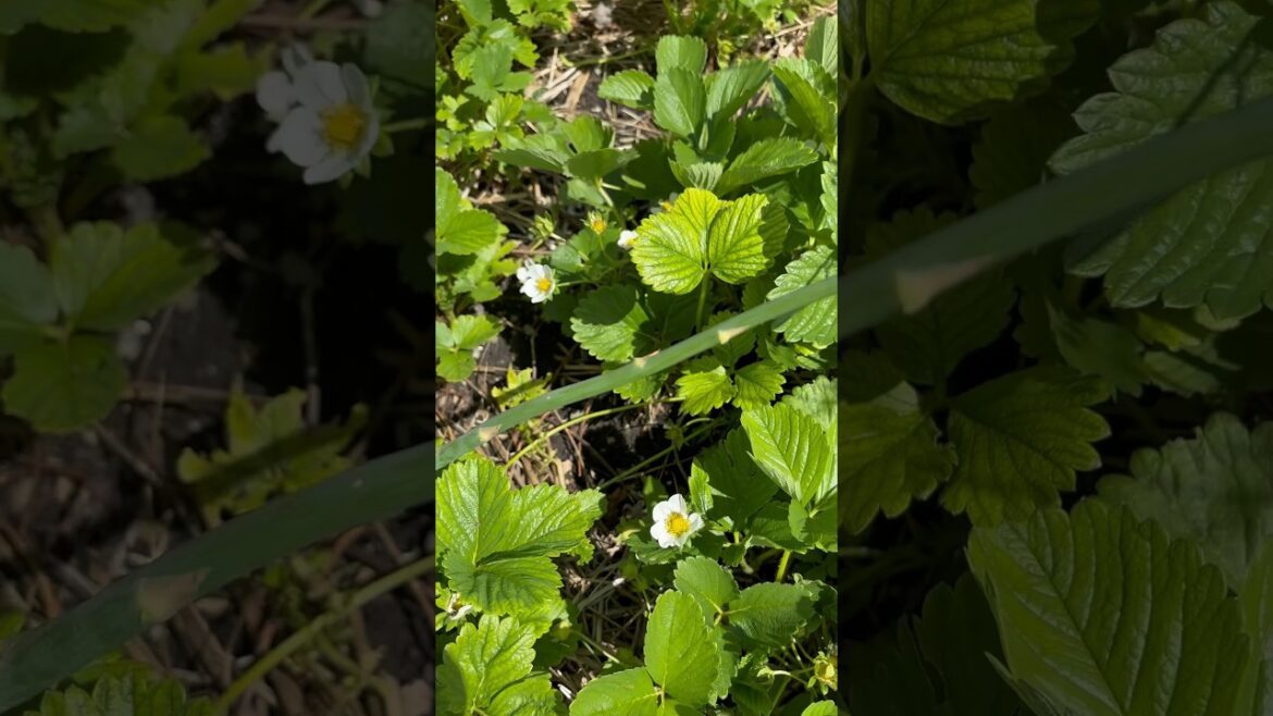 Asparagus and Strawberry Bed Update. #gardening #vegetablegardening #garden