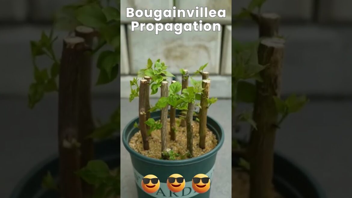 🌺 Bougainvillea Propagation Hack: Easy Trick to Grow More Plants!💡 🌺 Bougainvillea Propagation Hack: Easy Trick to Grow More Plants!💡