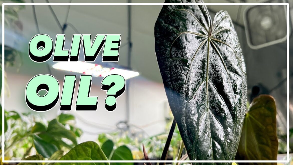 Should you Spray OLIVE OIL on your Plants? Should you Spray OLIVE OIL on your Plants?