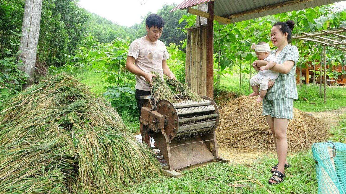 Harvest Rice By Hand – Manual Threshing Machine – Baby Care – Vegetable Gardening | Trịnh Thị Mây Harvest Rice By Hand - Manual Threshing Machine - Baby Care - Vegetable Gardening | Trịnh Thị Mây