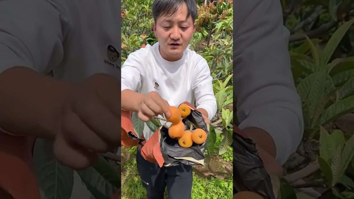 Smart work    #cactus #agriculture #aloevera #flower #roses #garden #tips #satisfying  #asrm #tricks