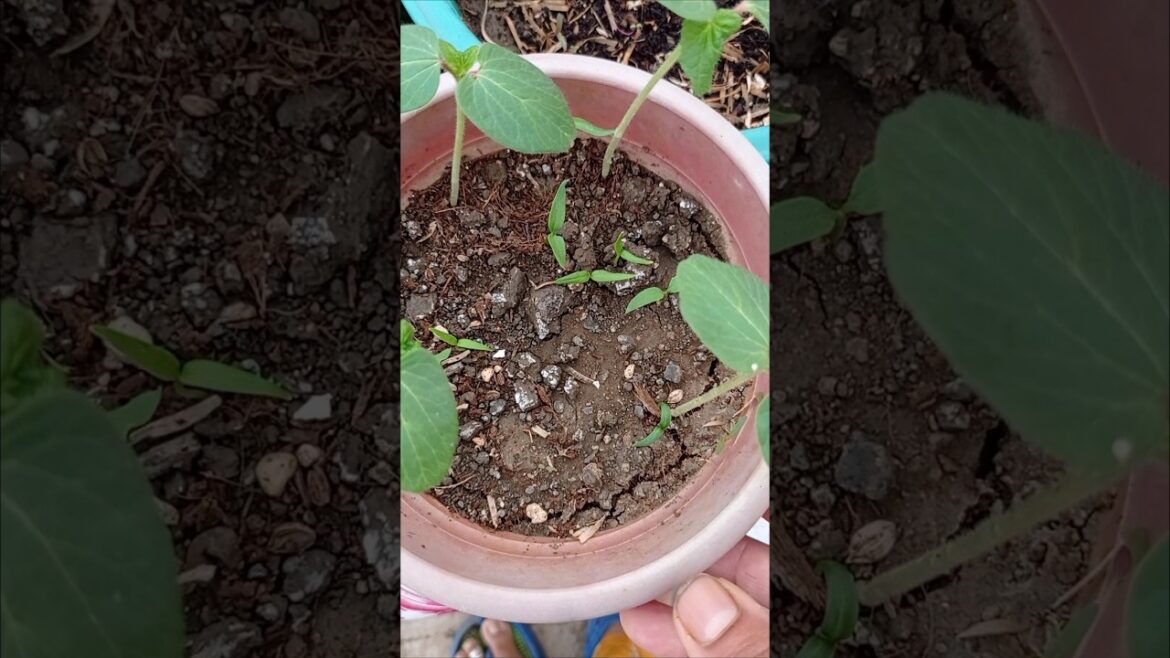 बीज से पौधै उगने का सफर 🌿🌿🪴 #gardening #shorts#plants#garden बीज से पौधै उगने का सफर 🌿🌿🪴 #gardening #shorts#plants#garden