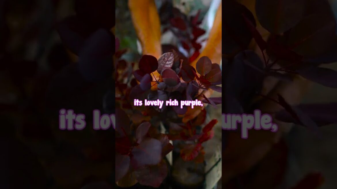 Get Year Round Colour with The Beautiful Foliage of a Smoke Bush