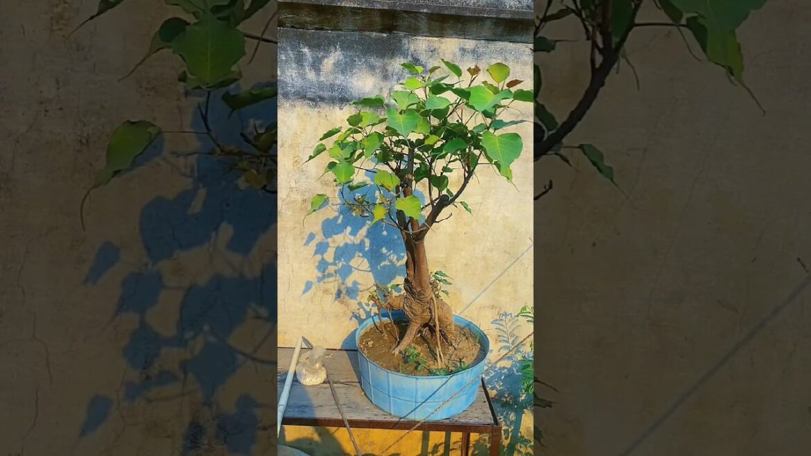 pipal bonsai | पीपल बोनसाई #viral #gardening #trends #shorts #youtubeshorts #plants #garden #bonsai